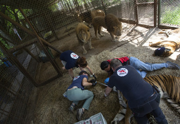 Veterinary assessment of big cats