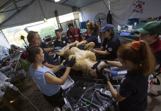 Veterinary assessment at Former Zoo Luján, Argentina Veterinary assessment of a lion