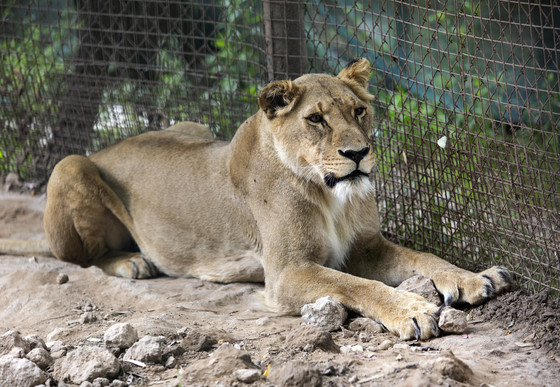 Lioness Lucy in an Enclosure at the at Former Zoo Luján, Argentina. Lioness in an enclosure