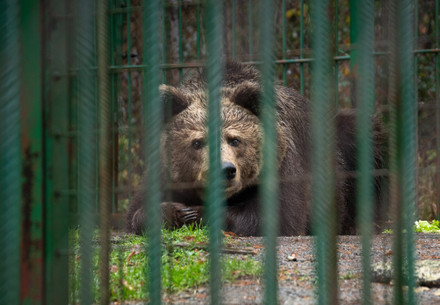 Brown bear behind bars in captivity
