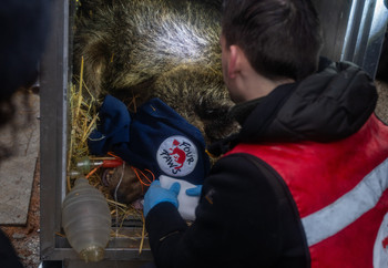 Bear in transport crate