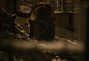 Bear exploring enclosure
