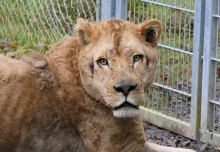 Lion Erion at his enclosure at TIERART in Germany