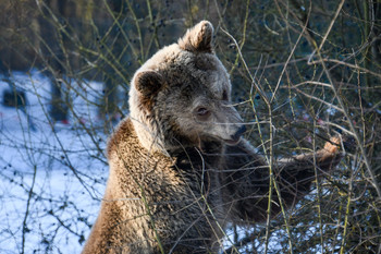 Brown bear in snowy outdoor enclosure