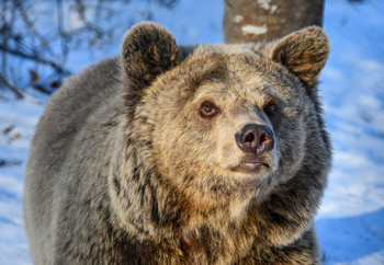 Brown bear in the snow
