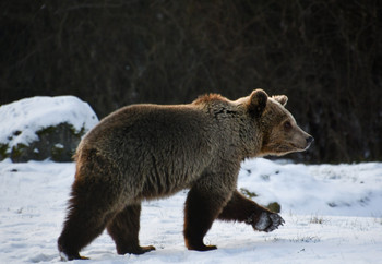 Brown bear walking in snow