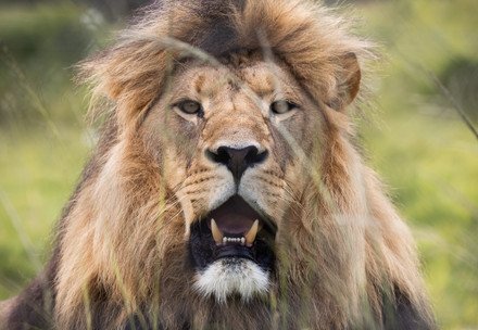 Lion Nikola at LIONSROCK