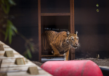 Tigress Flora leaving her transport crate at FELIDA