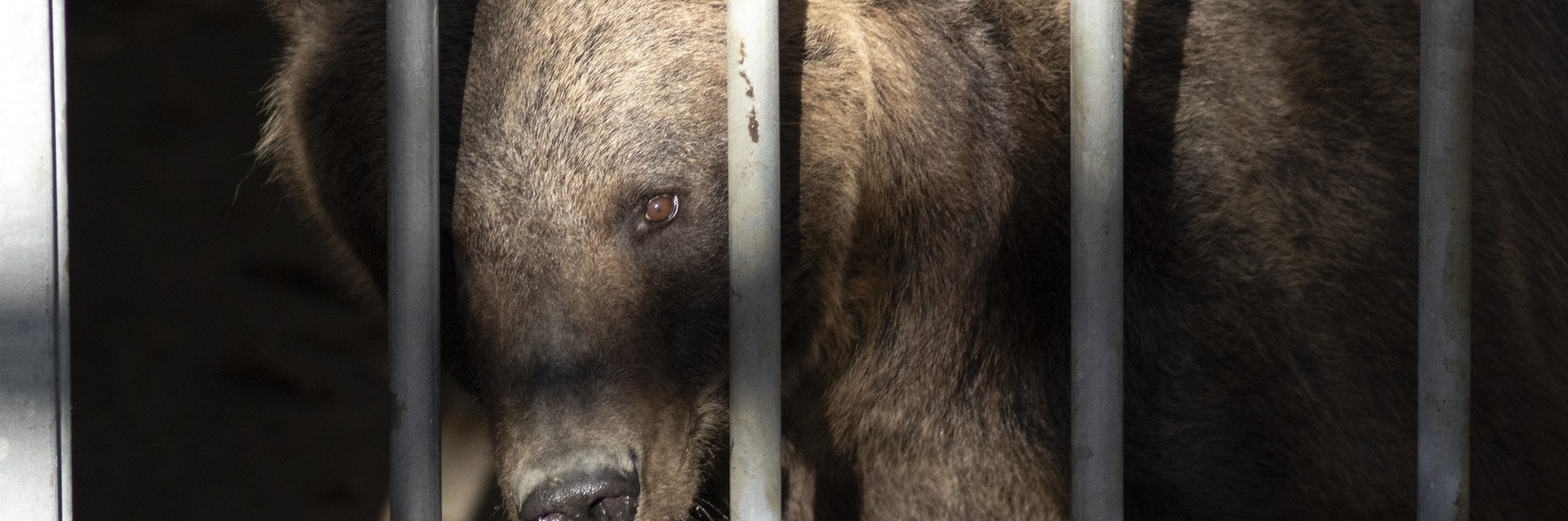 Bears Florencia and Gordo have arrived at BEAR SANCTUARY Belitsa Bears Florencia and Gordo have arrived at BEAR SANCTUARY Belitsa