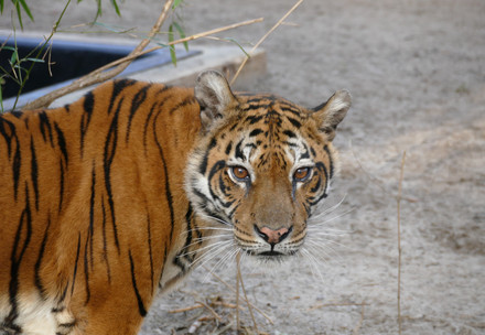 Tigress Flora