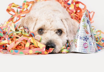 Dog during Carnival