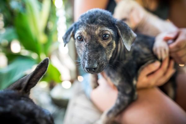 Stray puppy in Thailand