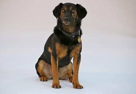 Therapy dog Bumi