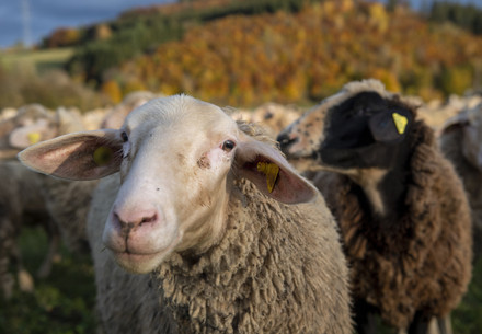 Sheep in a meadow