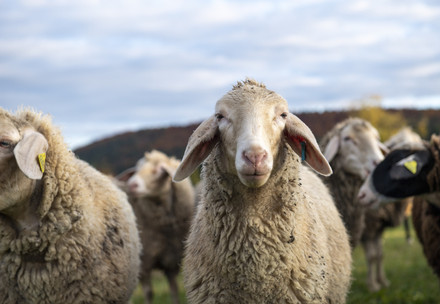 Sheep