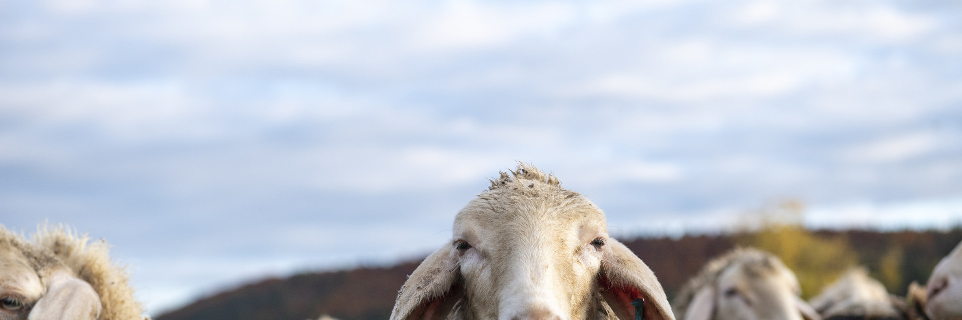 Merino sheep in a field