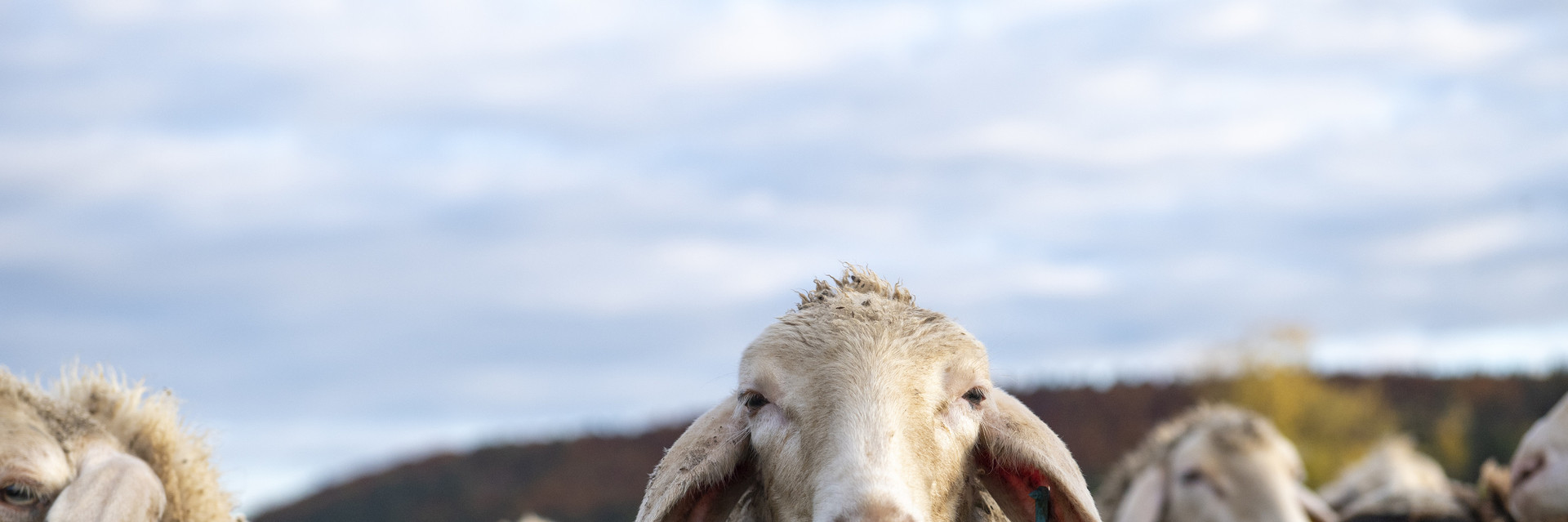 Animal Use in Fashion Fact Sheet