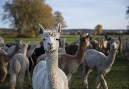 Alpaca Wool