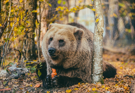 Bear eating a tomato