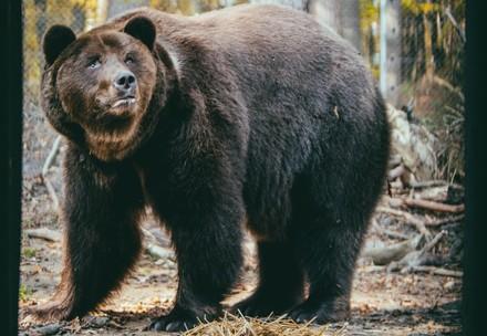 Bear Misha