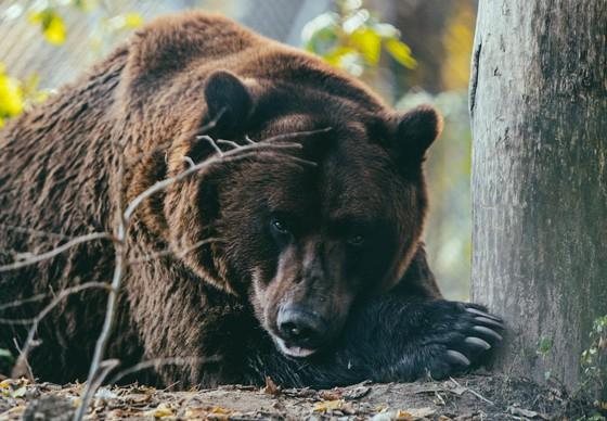 Bear Potap 