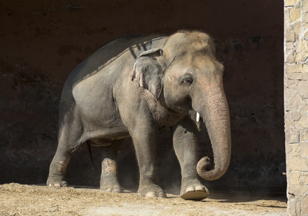 Elephant Kaavan