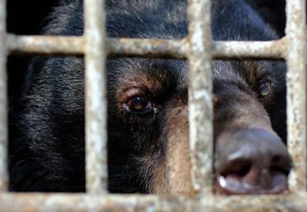 Bears need our help