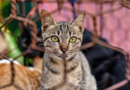 Cat slaughterhouse closure in Vietnam