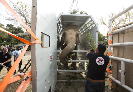 Transfer of Elephant Kaavan