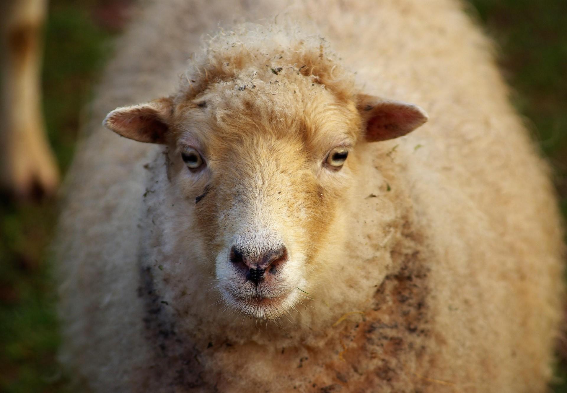 Sheep at TIERART Sheep at TIERART