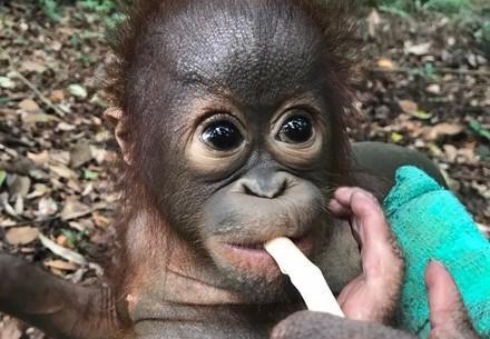 Baby Orangutan  Bhima