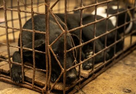 Dog in a cage