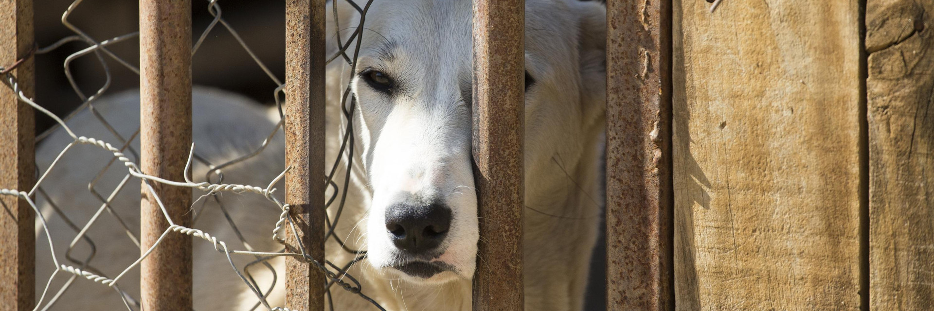 Stray Dog at a Shelter outside of Beirut Dog in a shelter outside of Beirut