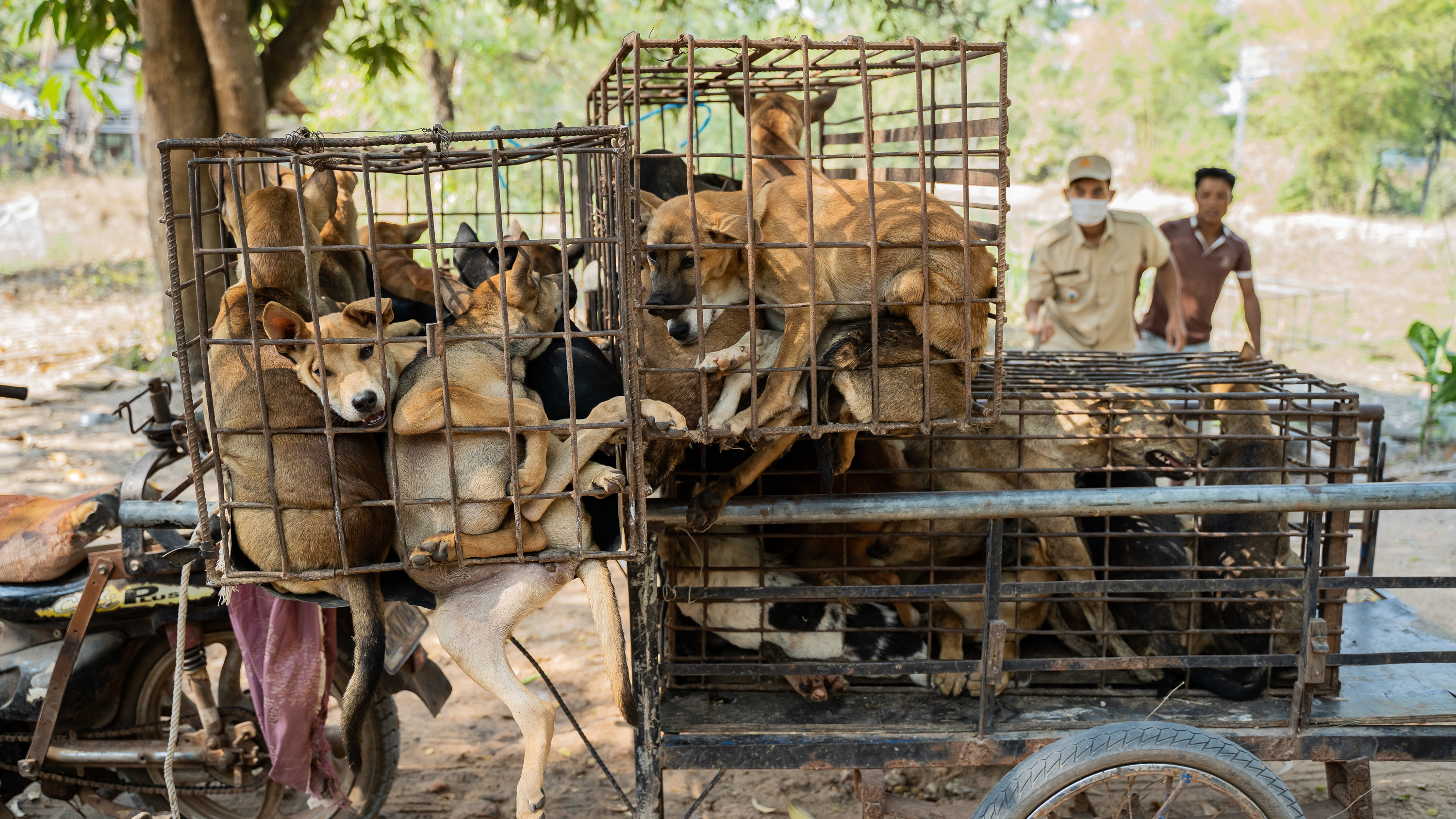 61 dogs that were transported in a minivan