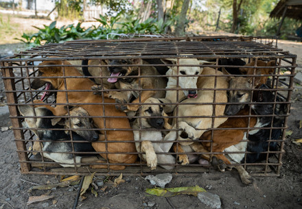 Dogs in a tiny cage at a slaughterhouse