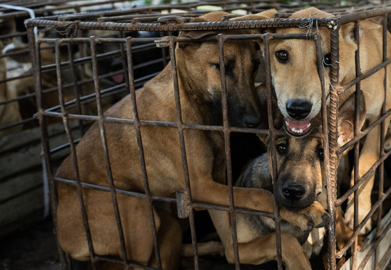 Largest dog meat restaurant in Siem Reap shut down by officials