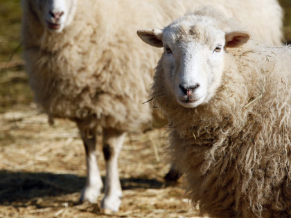 Sheep in a field