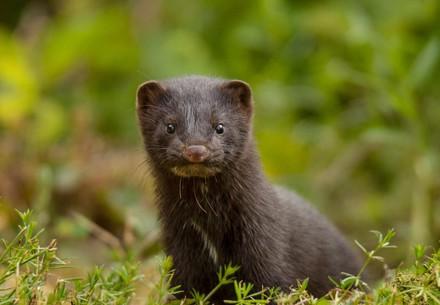 Mink