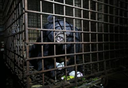 Rescue Bears Xuan and Mo