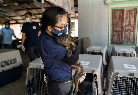 FOUR PAWS Closes Major Slaughterhouse In Cambodia!