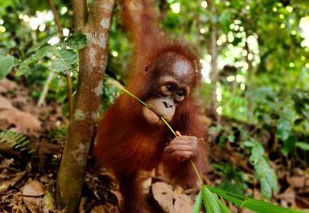 Orphan Lestari