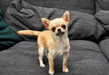 Chihuahua puppy