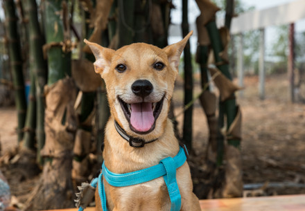 Orange-coloured dog with collar happily looking at the camera