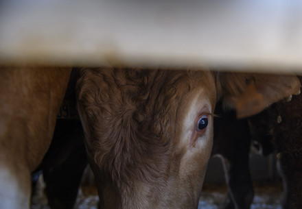 Cow inside a truck on live animal transport
