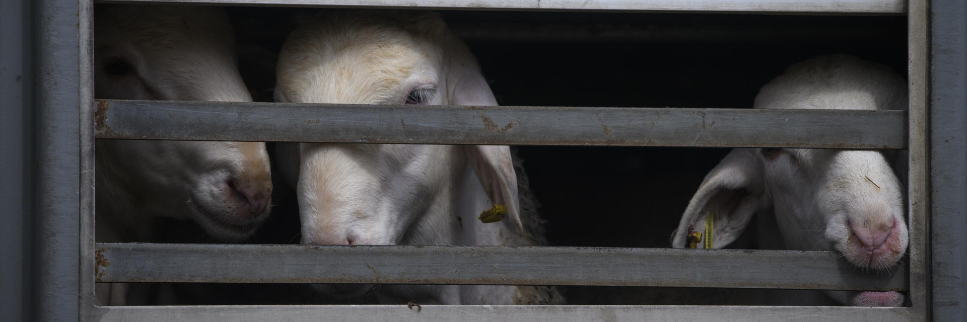 Sheep transported in a truck