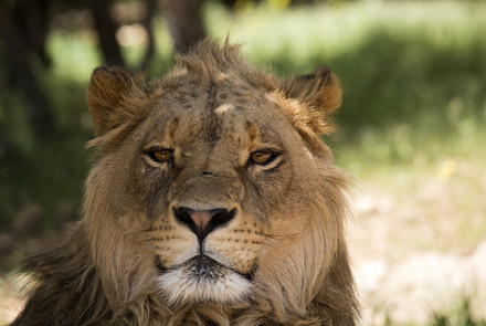 Al Ma'wa for Nature and Wildlife