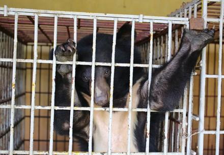 Asiatic black bear Cam