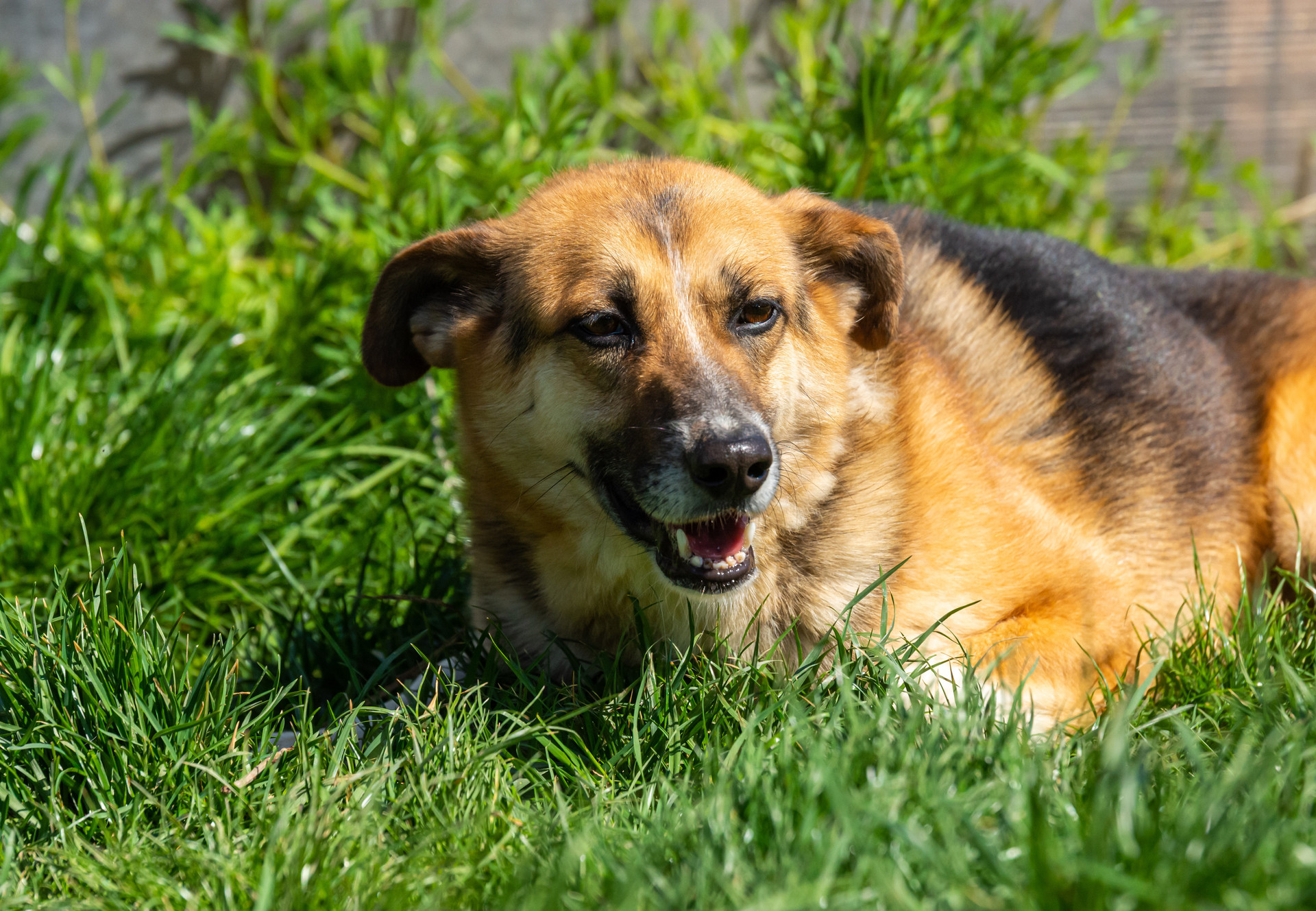 Dog lying in the grass
