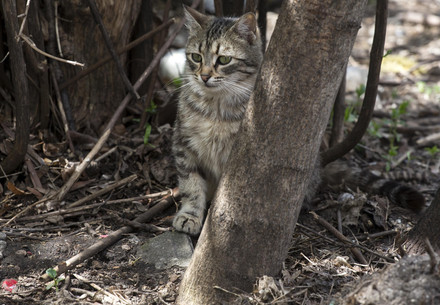 Cat looking worried