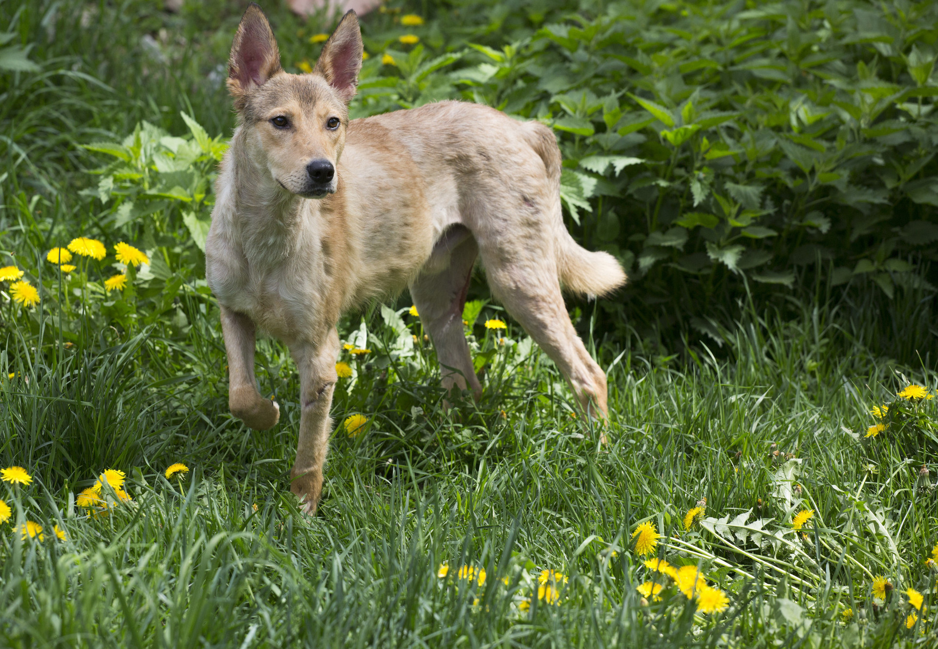 Dog standing on grass